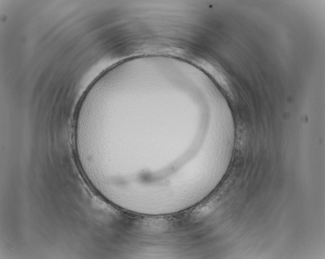 X0000088021094200705251045