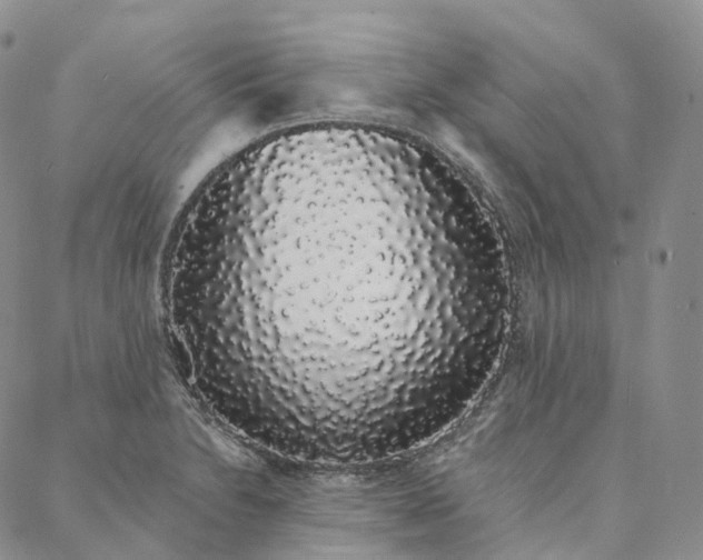 X0000088021230200705251043