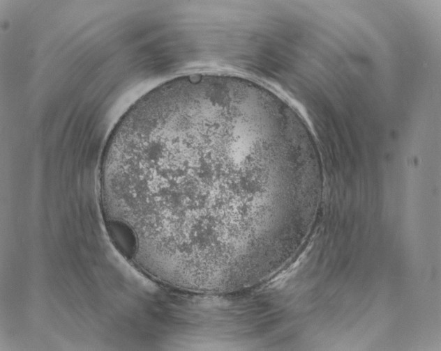 X0000088021239200705251044