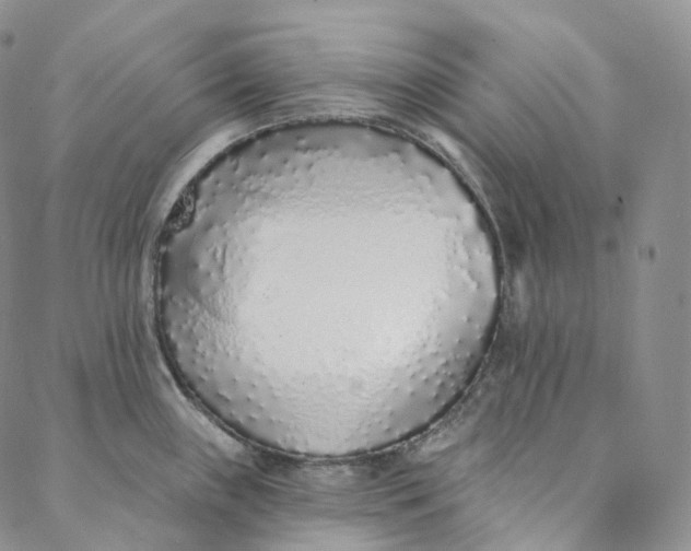 X0000088021243200705251044