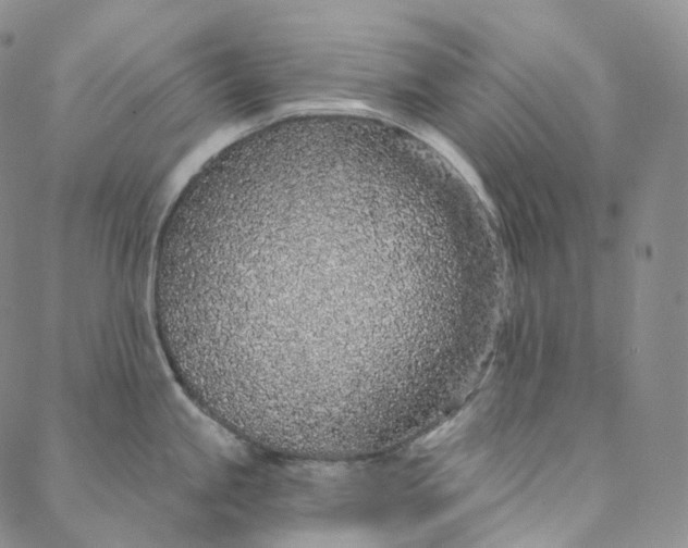 X0000088021245200705251044