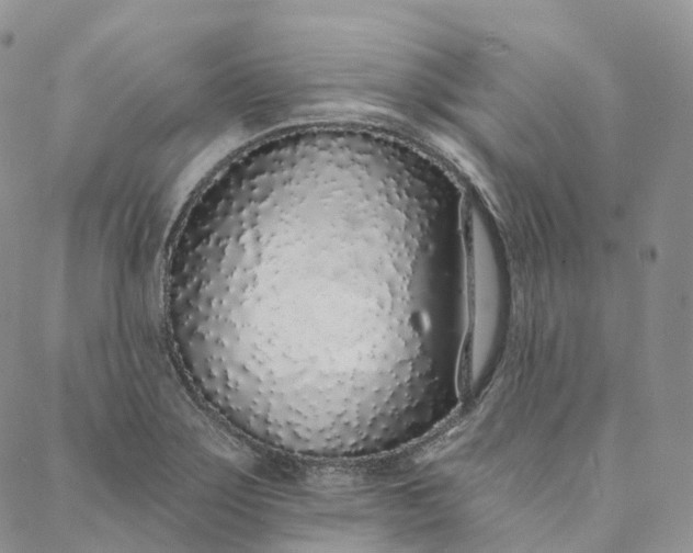 X0000088021275200705251042
