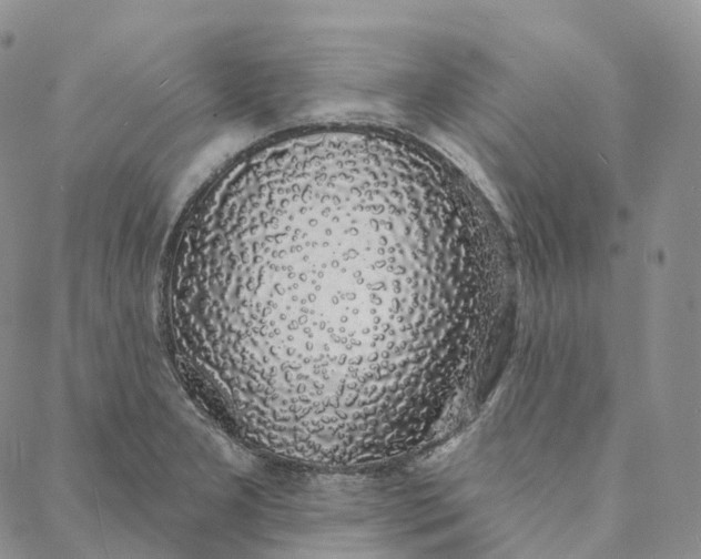 X0000088021277200705251042
