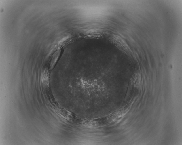 X0000088021298200705251041