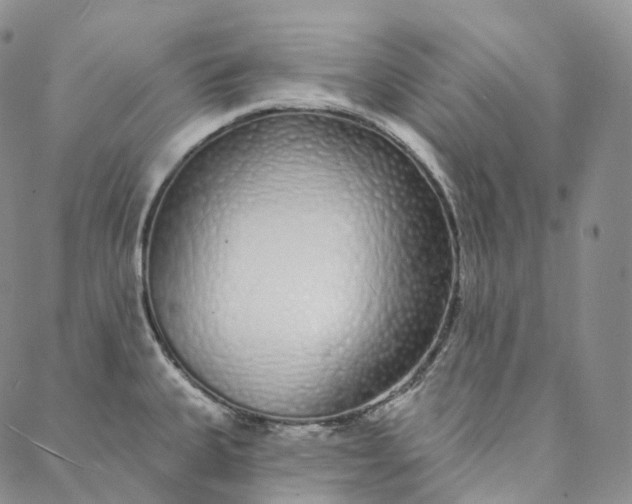 X0000088021335200705251042
