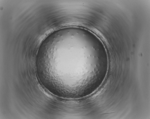 X0000088021337200705251042