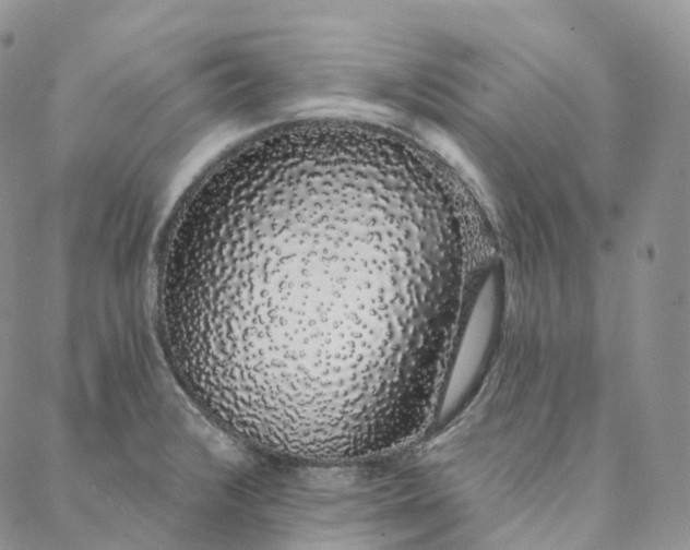 X0000088021376200705251041