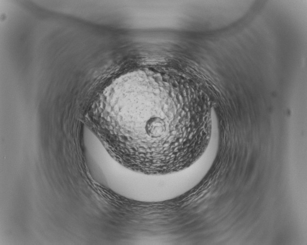 X0000088021441200705251040