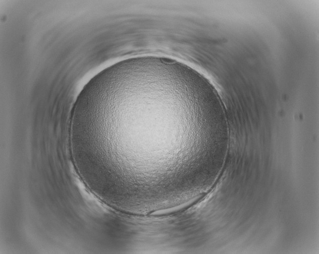 X0000088021534200705251039