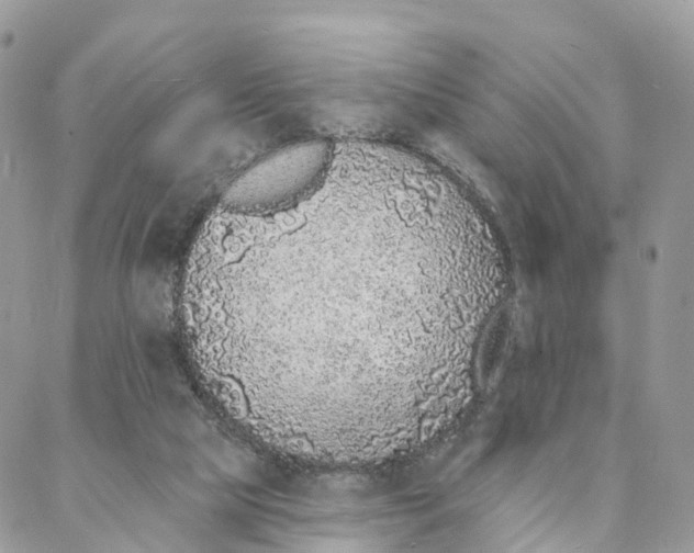 X0000088020065200706011335