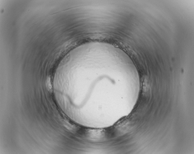 X0000088020089200706011335