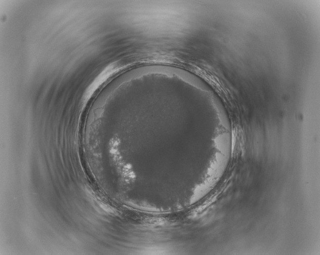 X0000088020195200706011333