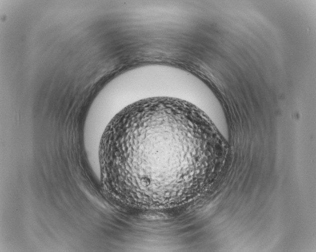 X0000088020215200706011332