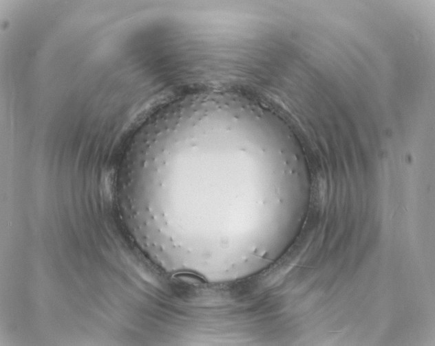 X0000088020286200706011332