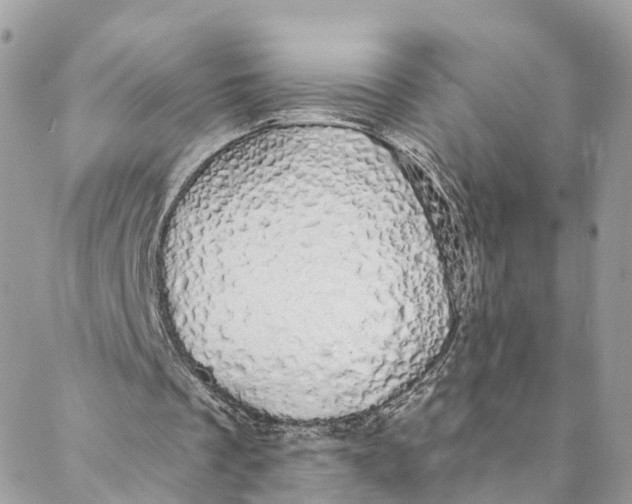 X0000088020289200706011331