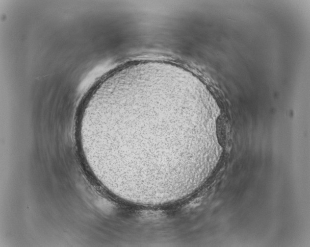 X0000088020296200706011331