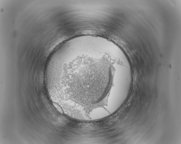 X0000088020297200706011331