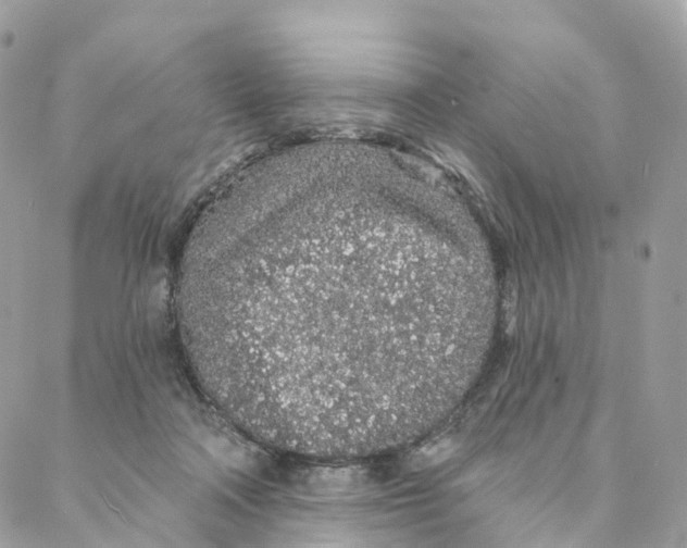 X0000088020314200706011331