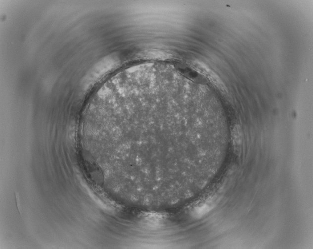 X0000088020352200706011330