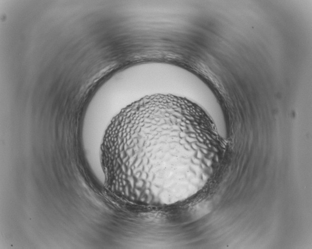 X0000088020356200706011330