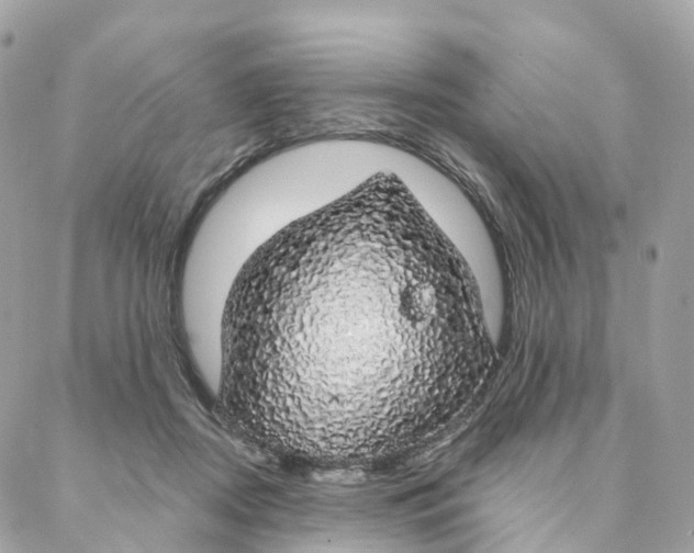 X0000088020362200706011330