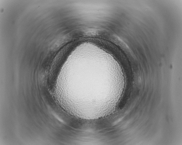 X0000088020364200706011330