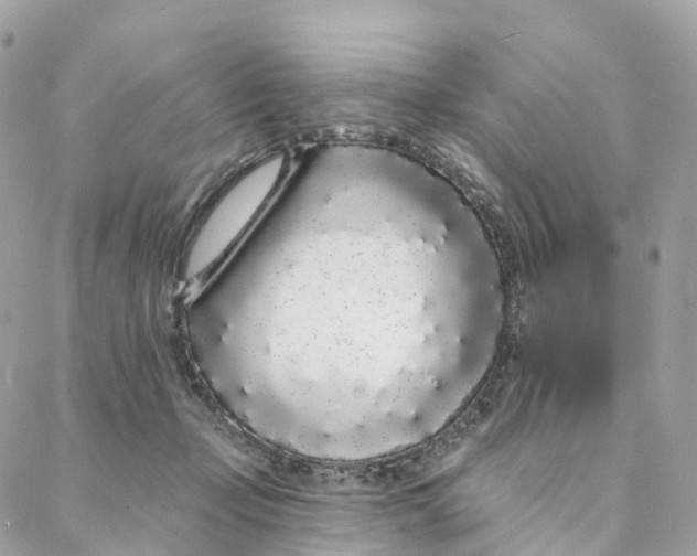 X0000088020365200706011330