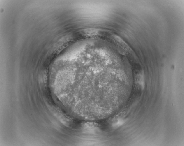 X0000088020372200706011330