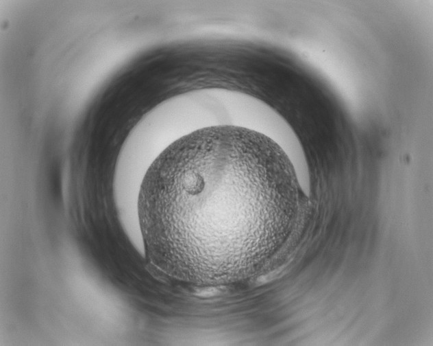 X0000088020382200706011330