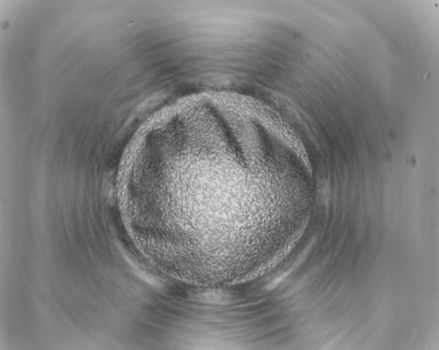 X0000088020383200706011330