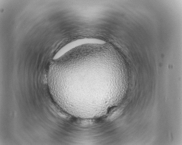 X0000088020384200706011330