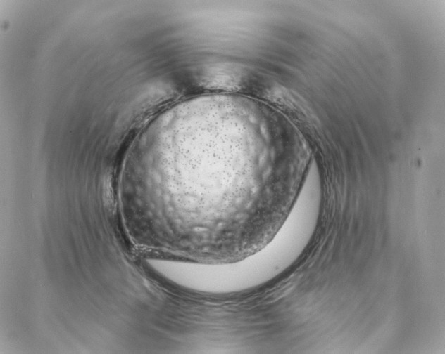 X0000088020416200706011329