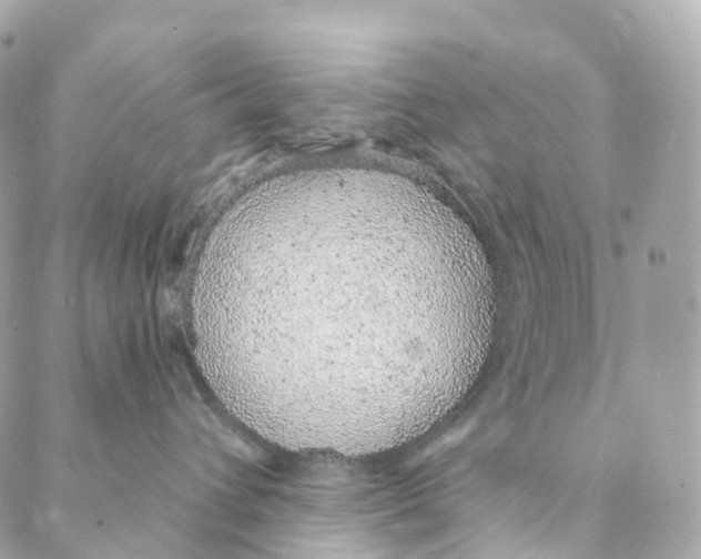 X0000088020432200706011329