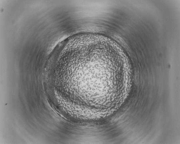 X0000088020434200706011328