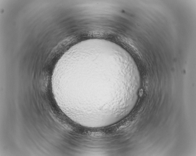 X0000088020645200706011325