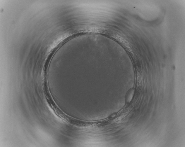 X0000088020674200706011325