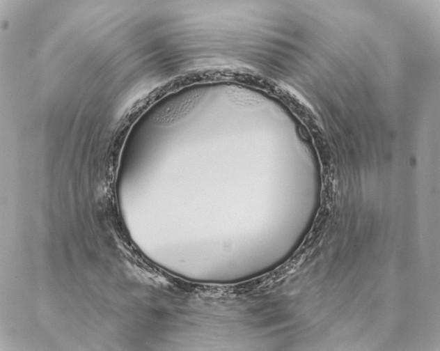 X0000088020775200706011323