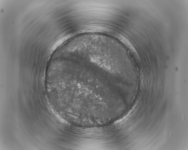 X0000088020842200706011322