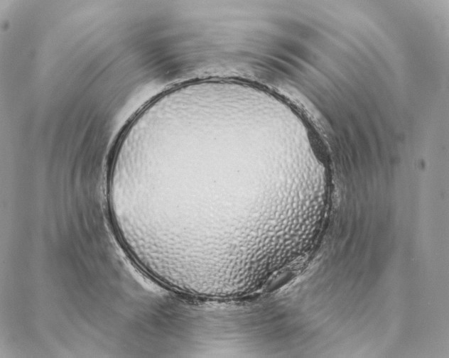 X0000088020894200706011321