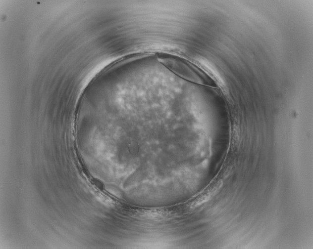 X0000088020948200706011321