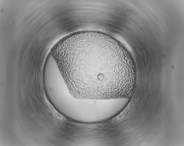 X0000088020996200706011320