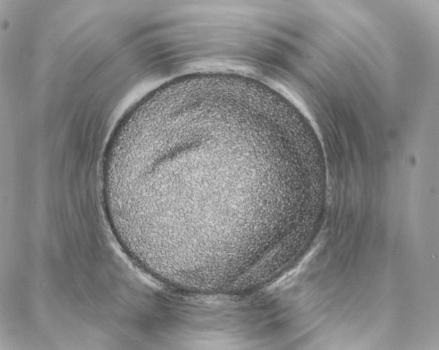 X0000088021045200706011319