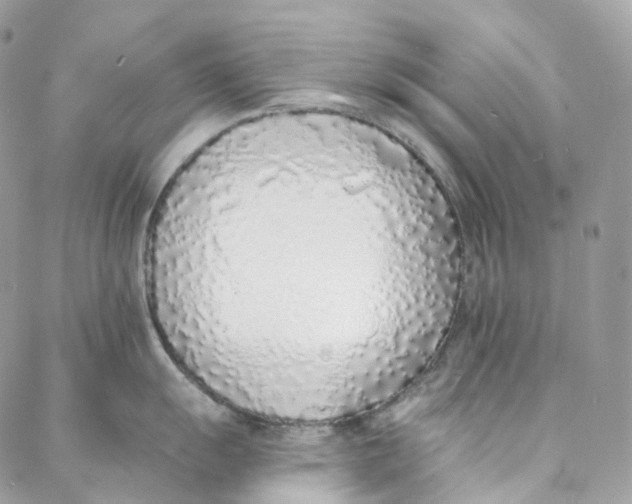 X0000088021055200706011319