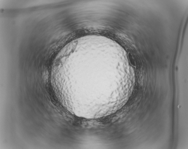 X0000088021061200706011319