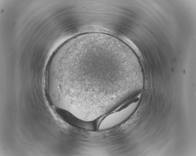 X0000088021144200706011318