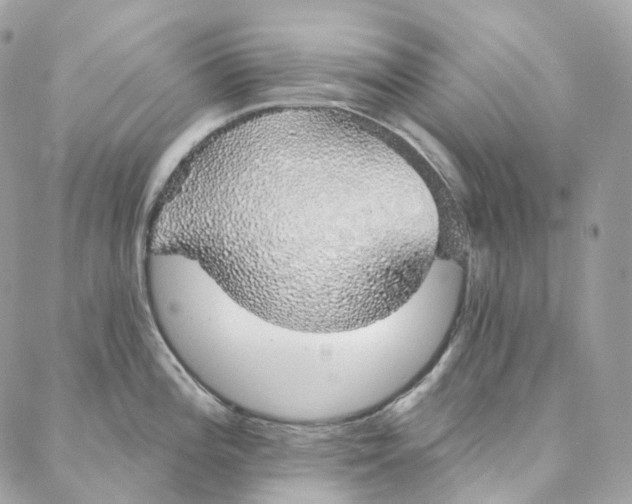 X0000088021196200706011316