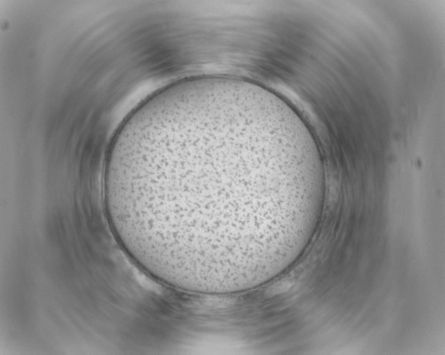 X0000088021294200706011315