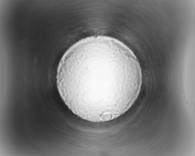 X0000088020030200706081450