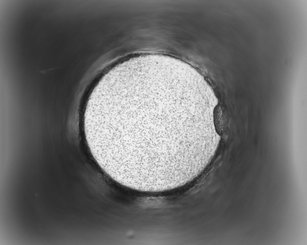 X0000088020296200706081447