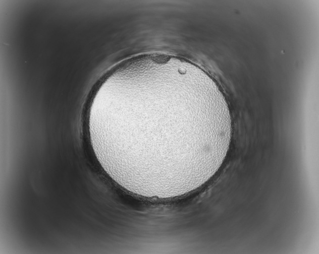 X0000088020344200706081446